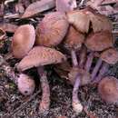 Imagem de Inocybe violaceocaulis Matheny & Bougher 2005