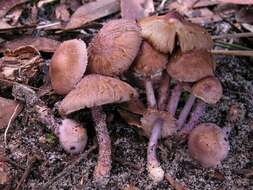 Image of Inocybe violaceocaulis Matheny & Bougher 2005