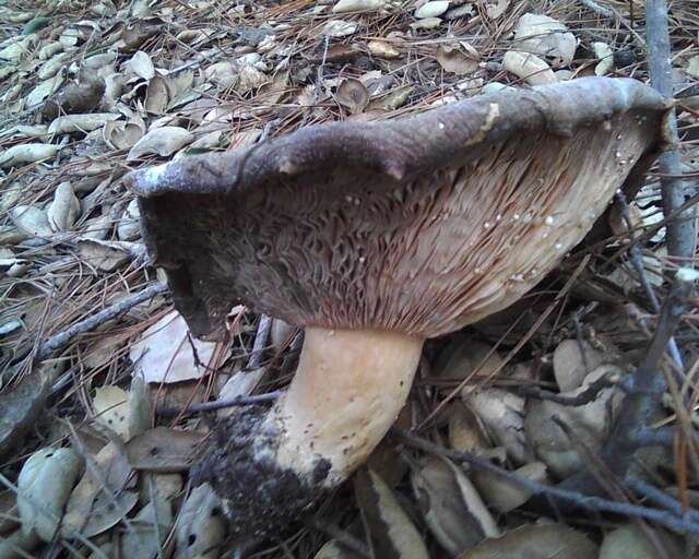 Слика од Lactarius argillaceifolius Hesler & A. H. Sm. 1979