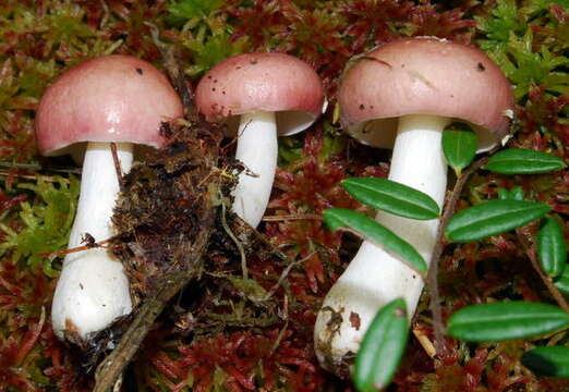 Image of Russula betularum Hora 1960