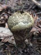 Image de Lycoperdon umbrinum Pers. 1801