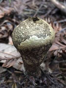 Image of Lycoperdon umbrinum Pers. 1801