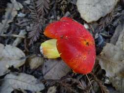 Imagem de Hygrocybe laetissima (A. H. Sm. & Hesler) Singer 1951