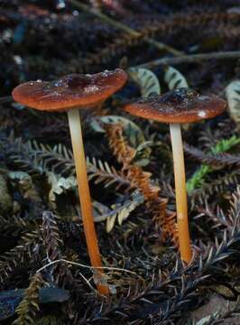 Image of Marasmius atrocastaneus G. Stev. 1964