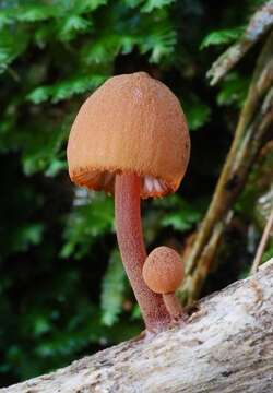 Image of Mycena parsonsiae G. Stev. 1964