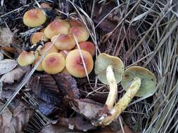 Image of Hypholoma