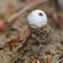 Tulostoma beccarianum Bres. 1904的圖片