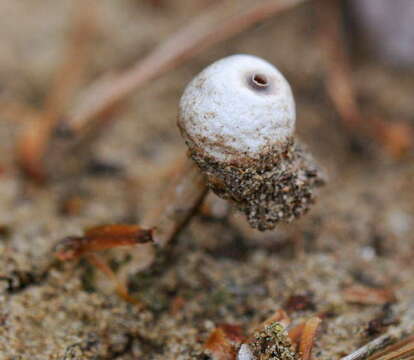 Image of Tulostoma