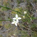 Image of Boronia busselliana F. Müll.