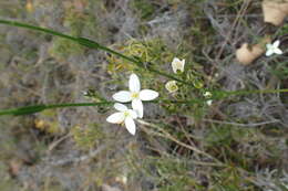 Image of Boronia busselliana F. Müll.