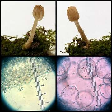 صورة Coprinopsis bellula (Uljé) P. Roux & Eyssart. 2011