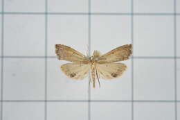 صورة Diplopseustis perieresalis Walker 1859