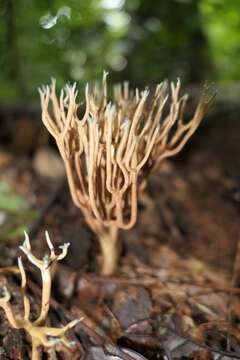 Lentariaceae resmi