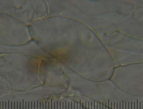 Image de <i>Psilocybe weraroa</i> var. <i>subsecotioides</i>