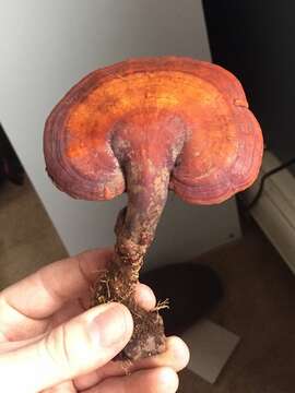 Imagem de Ganoderma