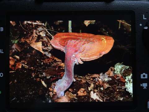 Image of Ganoderma