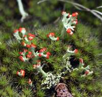 Image of cup lichen