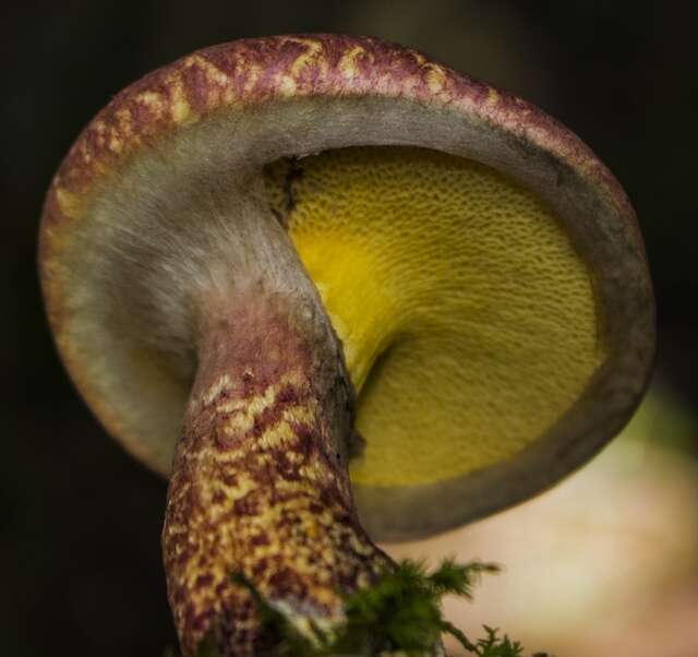 Image of Clinton’s boletus