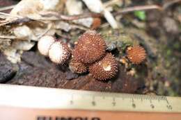 Image of Lycoperdon Pers.