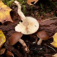 Agrocybe firma (Peck) Singer 1940 resmi