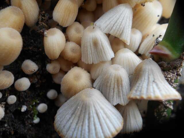 Image of Coprinellus