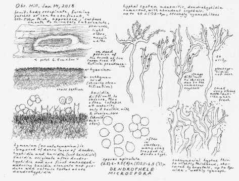 Слика од Lachnocladiaceae