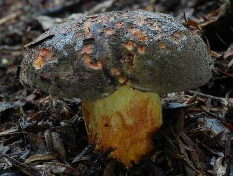 Image of Boletus leptospermi McNabb 1968