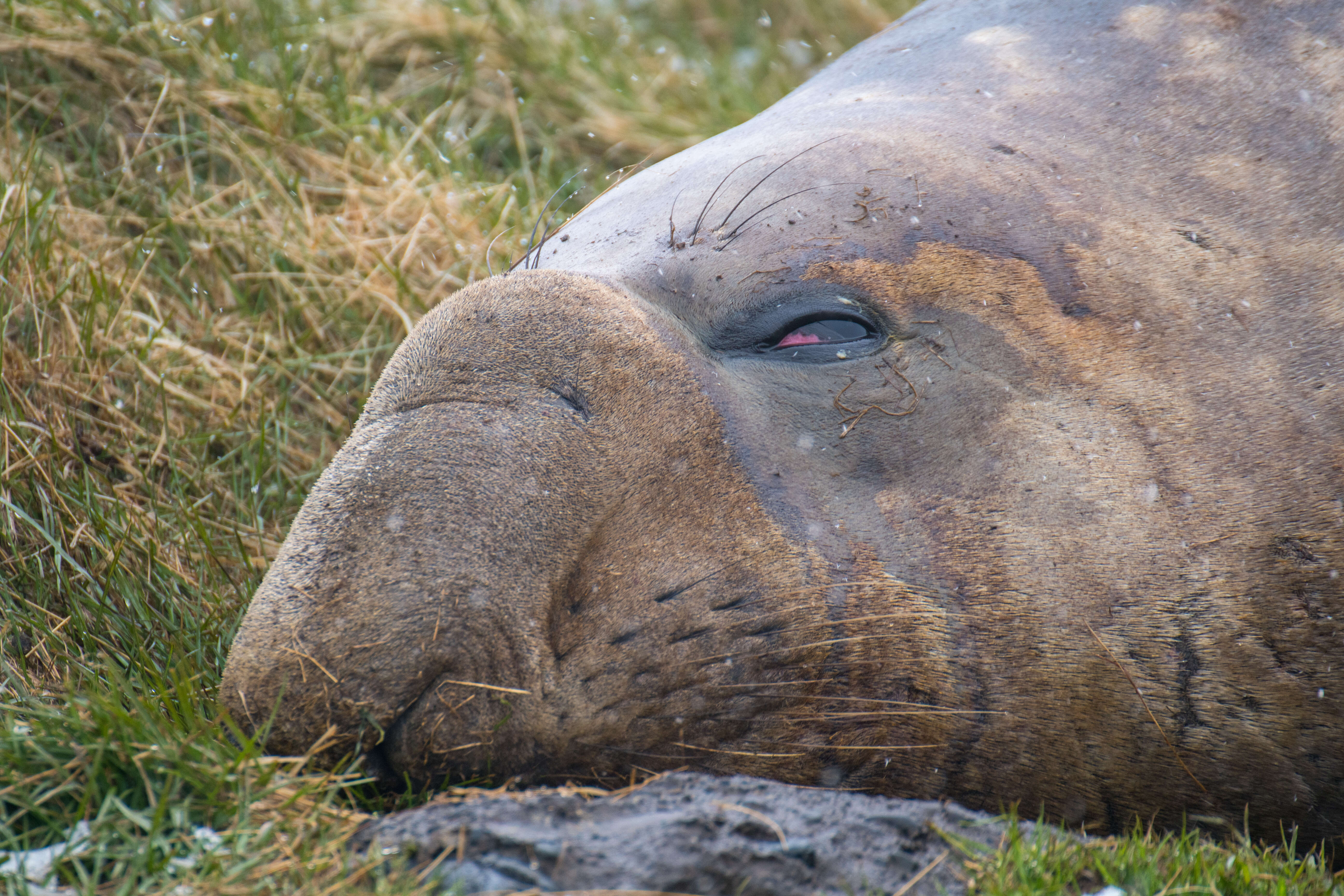 Image of South Atlantic Elephant-seal