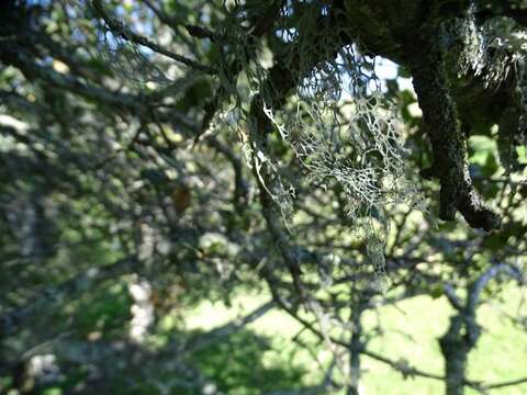 Image of Fishnet;   Menzies' cartilage lichen