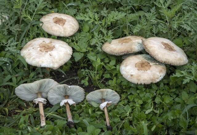 Image de Chlorophyllum