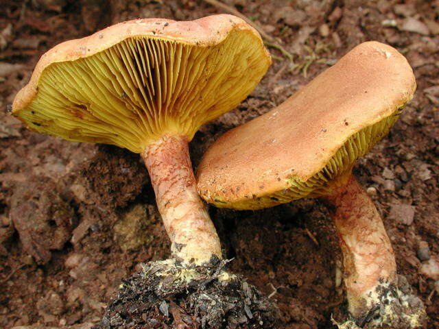 Imagem de Phylloporus