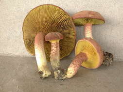 Imagem de Phylloporus