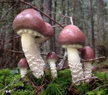 Image of Stropharia