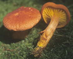 Image of Phylloporus