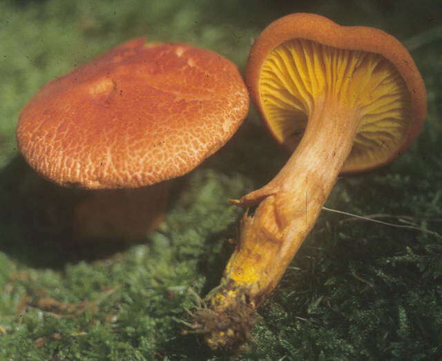 Image of Phylloporus