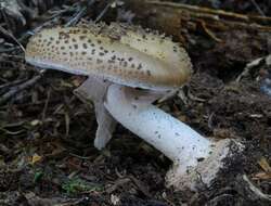 صورة Amanita australis G. Stev. 1962