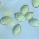 Image of Solioccasus polychromus Trappe, Osmundson, Manfr. Binder, Castellano & Halling 2013