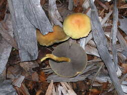 Image of Hypholoma