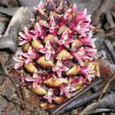 Image of California groundcone