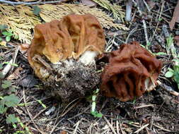 Plancia ëd Gyromitra