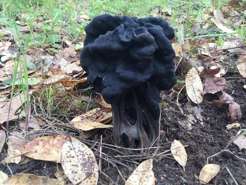 Imagem de Helvella dryophila Vellinga & N. H. Nguyen 2013