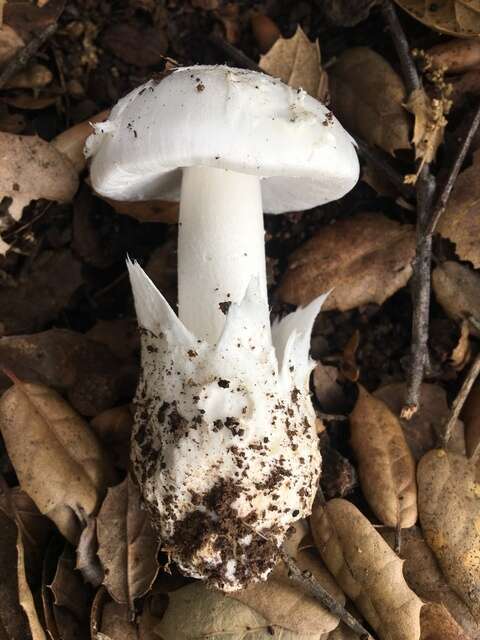 Image of Western North American Destroying Angel