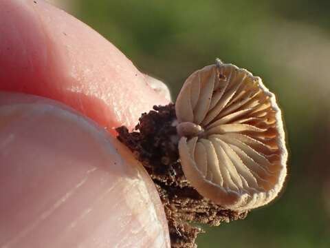 Image of Simocybe