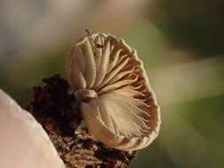 Image of Simocybe