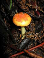 Image of Amanita xanthocephala (Berk.) D. A. Reid & R. N. Hilton 1980