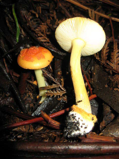 Image of Amanita xanthocephala (Berk.) D. A. Reid & R. N. Hilton 1980