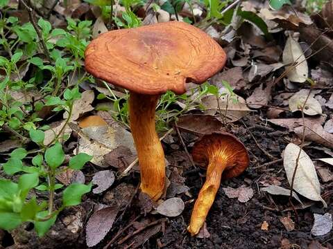 Imagem de Omphalotus subilludens (Murrill) H. E. Bigelow 1982