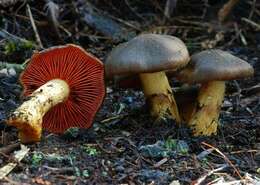 Image of Dermocybe