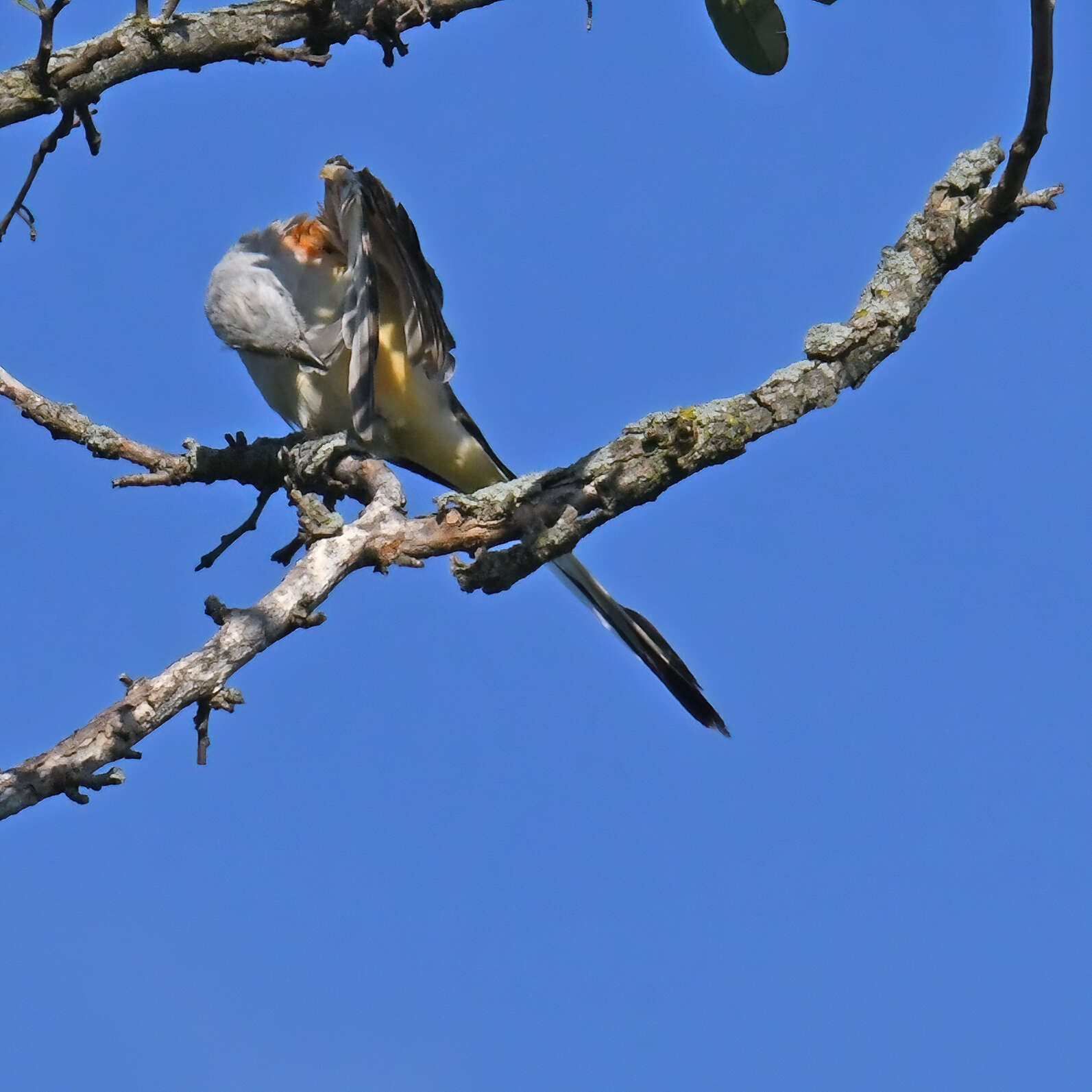 Image of Scissor-tailed Flycatcher