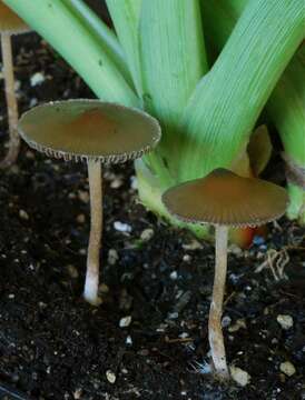 Image of Psilocybe tasmaniana Guzmán & Watling 1978